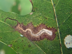 Stigmella quercipulchella