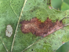 Stigmella quercipulchella