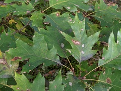 Stigmella quercipulchella