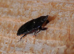 Hololepta aequalis