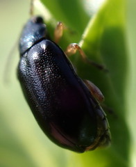 Lysathia ludoviciana