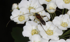 Molorchus longicollis