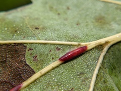 Polystepha americana