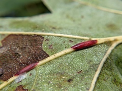Polystepha americana