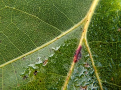 Polystepha americana