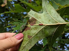 Polystepha americana