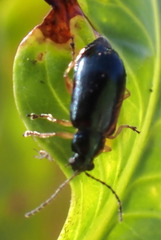 Lysathia ludoviciana