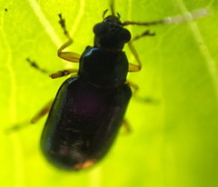 Lysathia ludoviciana