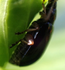 Lysathia ludoviciana