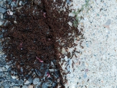 Tetramorium immigrans