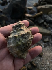 Neorapana tuberculata