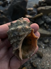 Neorapana tuberculata