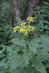 Senecio propinquus