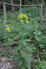 Senecio propinquus
