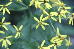 Senecio propinquus