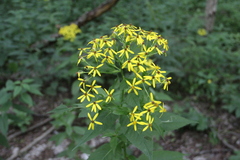 Senecio propinquus