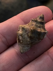 Mexacanthina