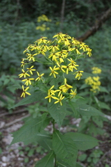 Senecio propinquus