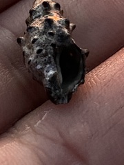 Rapaninae