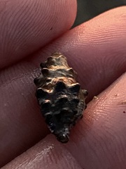 Rapaninae