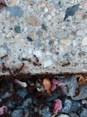 Tetramorium immigrans