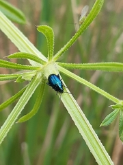 Arsipoda chrysis
