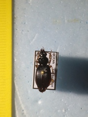 Patrobus longicornis