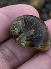 Notocochlis chemnitzii