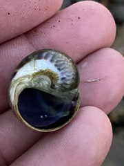 Notocochlis chemnitzii