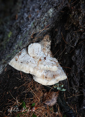 Climacocystis borealis