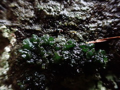 Lathagrium cristatum