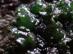 Lathagrium cristatum