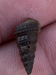 Cerithideopsis