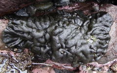 Codium convolutum