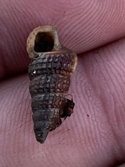Cerithideopsis