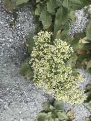 Lepidium draba