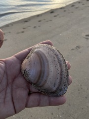 Megapitaria squalida