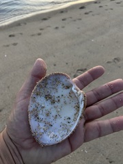 Megapitaria squalida