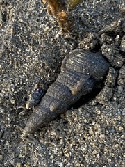 Cerithideopsis californica
