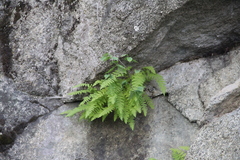Woodsia caucasica