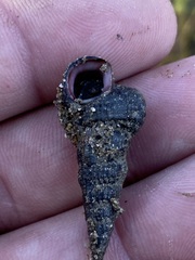 Cerithideopsis californica