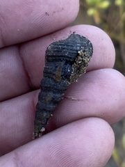 Cerithideopsis californica