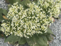 Lepidium draba