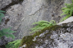 Woodsia caucasica