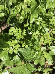 Chaerophyllum procumbens