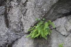 Woodsia caucasica