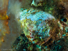 Conus canariensis