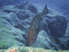 Epinephelus caninus