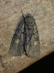 Acronicta strigosa