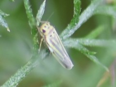 Eupteryx tenella